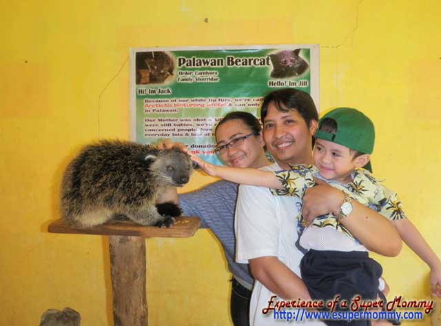 touching palawan bearcat